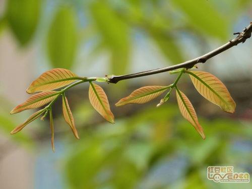 万木春,探寻生命之源，感悟自然之美